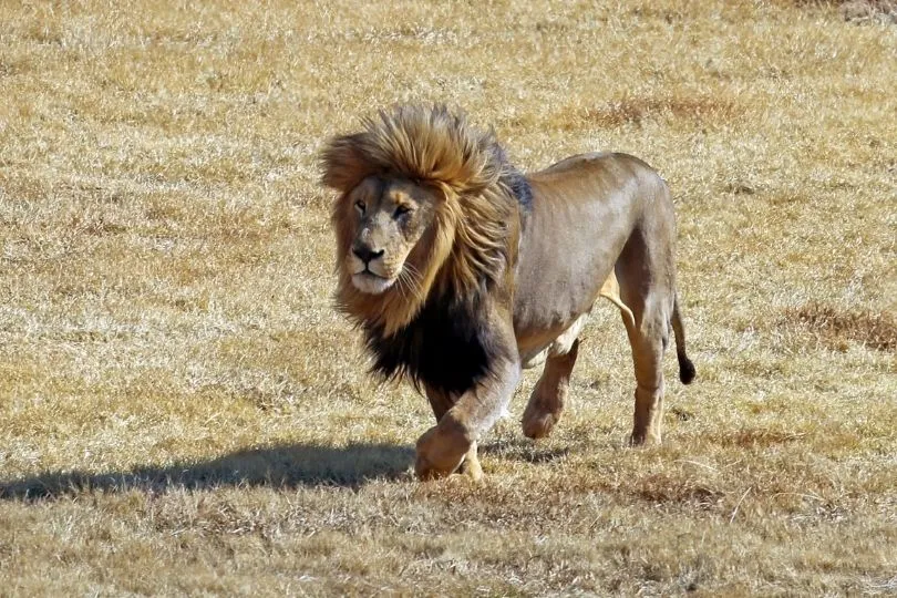 Aufregend: Wenn Ihre Kinder Löwen entdecken in Südafrika