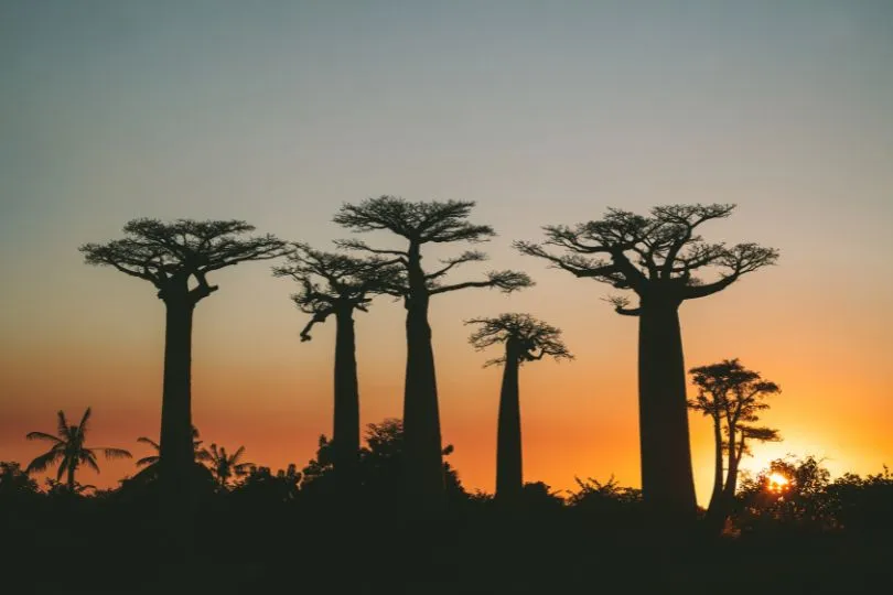 Entdecke Baobab Bäume auf deinen Madagaskar Flitterwochen