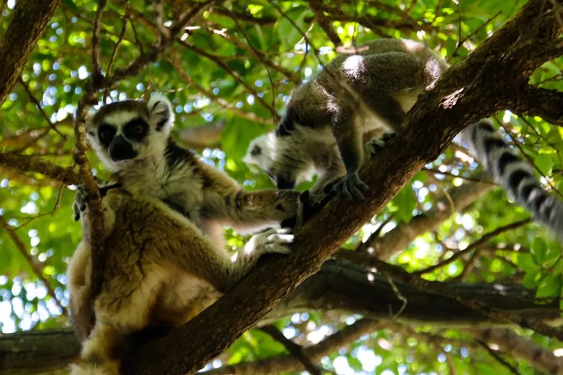 Entdecke Lemuren auf deinen Madagaskar Flitterwochen