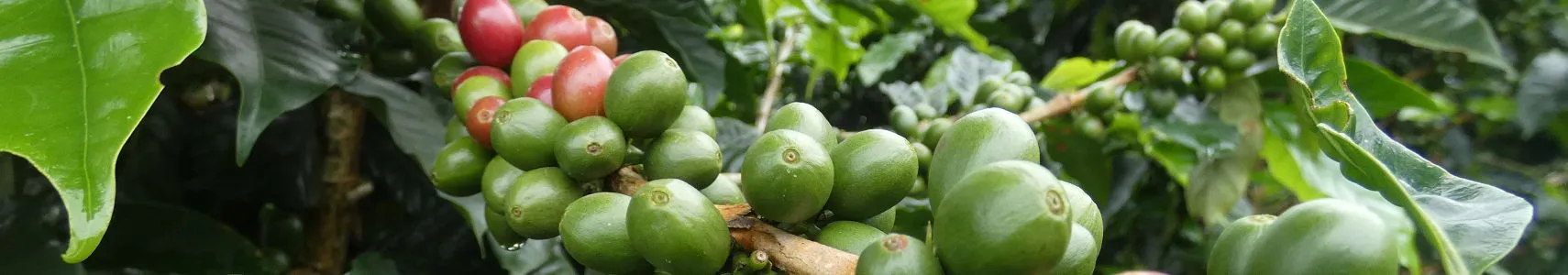 Die reifen Kaffeebohnen in Costa Rica können geerntet werden