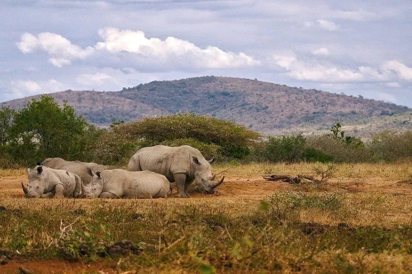 Nashörner in der Wildnis in Südafrika