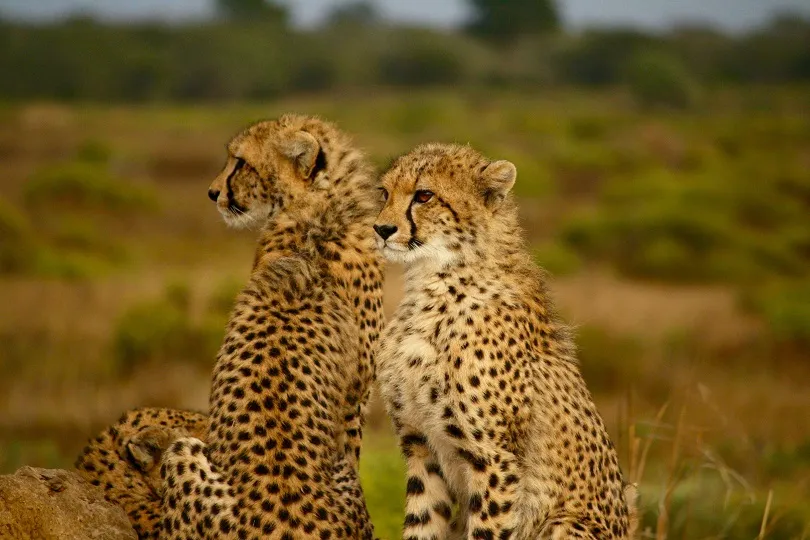 Leoparden in der Wildnis Südafrikas