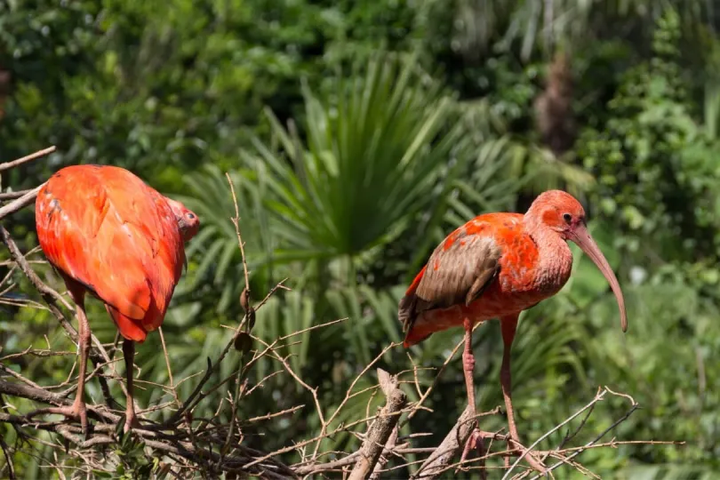 Pinker Ibis in Suriname