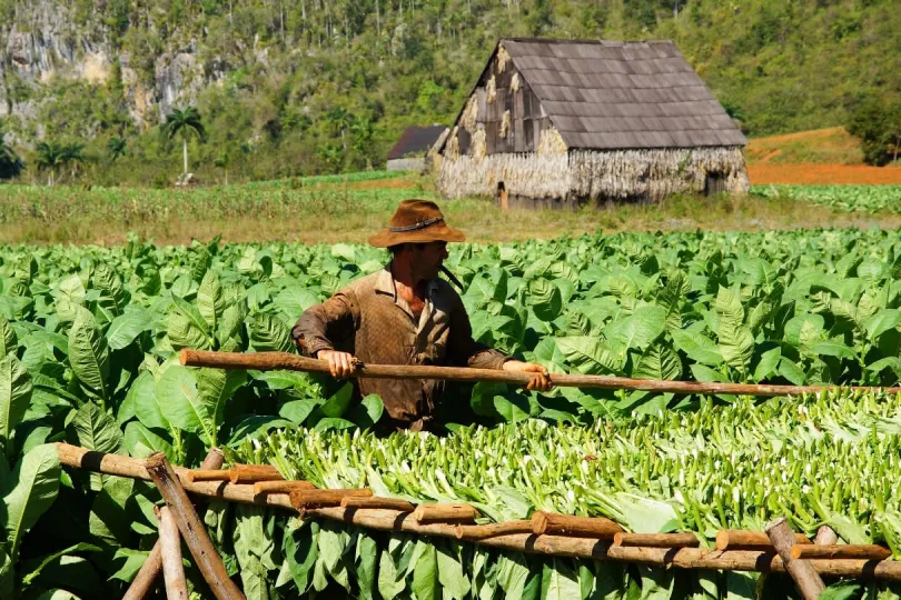 Tabakfarmer in Vinales