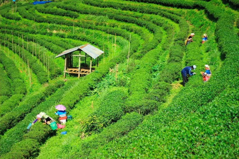 Lokale Menschen arbeiten auf der Teeplantage