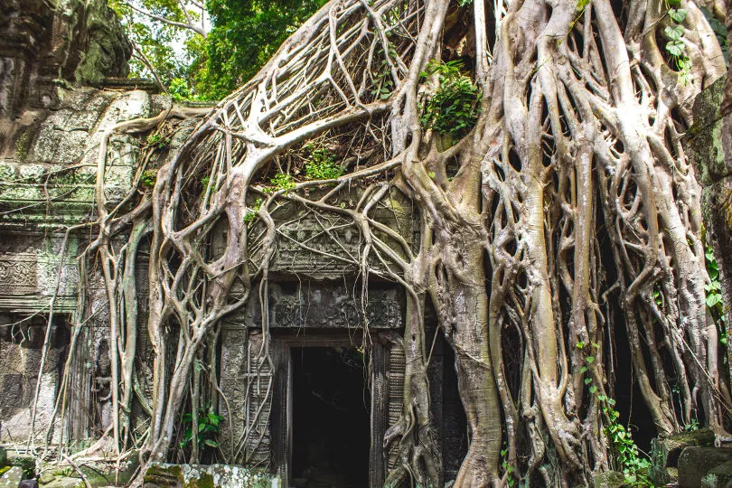 Der von Wurzeln überwucherte Tempel Angkor Wat