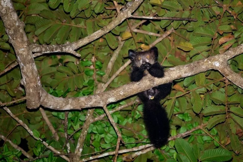 Madagaskar bereisen und seltene Lemuren sehen