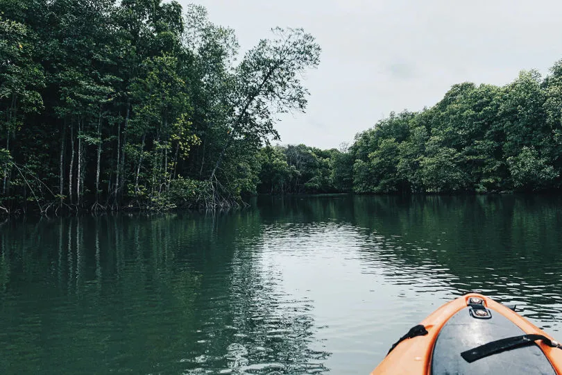 Eine Bootstour durch die Mangrovenwälder in Sri Lanka mit Kindern