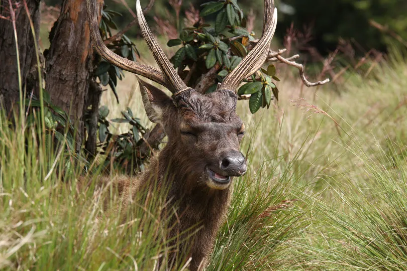 Sambahirsch in Sri Lanka auf den Horton Plains