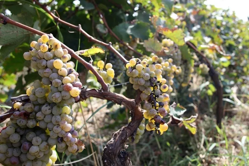 Reisetipp: Weinregion in Georgien
