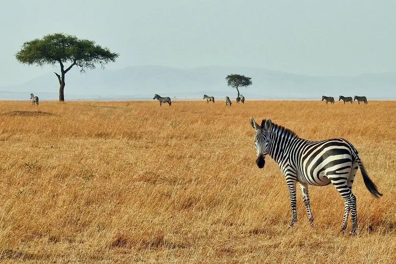 Ein Zebra in der Wildnis in Uganda