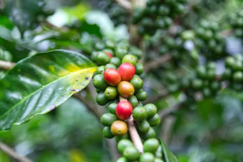 Kaffeplantage in Panama
