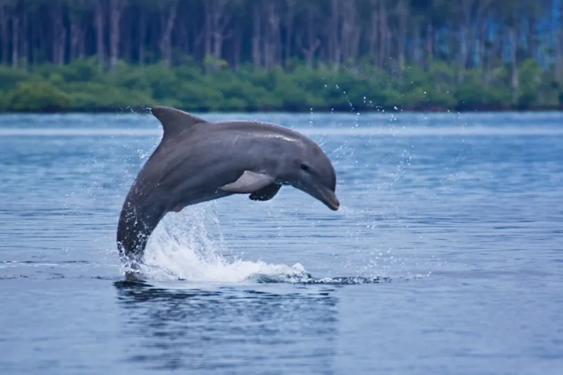 Delfine in Panama spotten