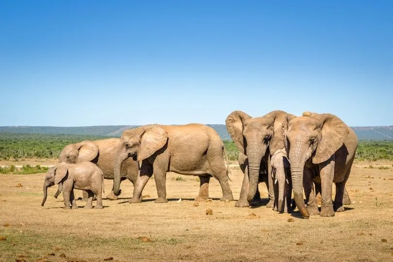 Elefanten wohin das Auge blickt im Addo Elephant Park in Südafrika