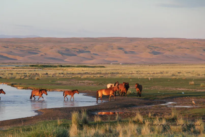 Pferde an einem See im Nationalpark der Mongolei