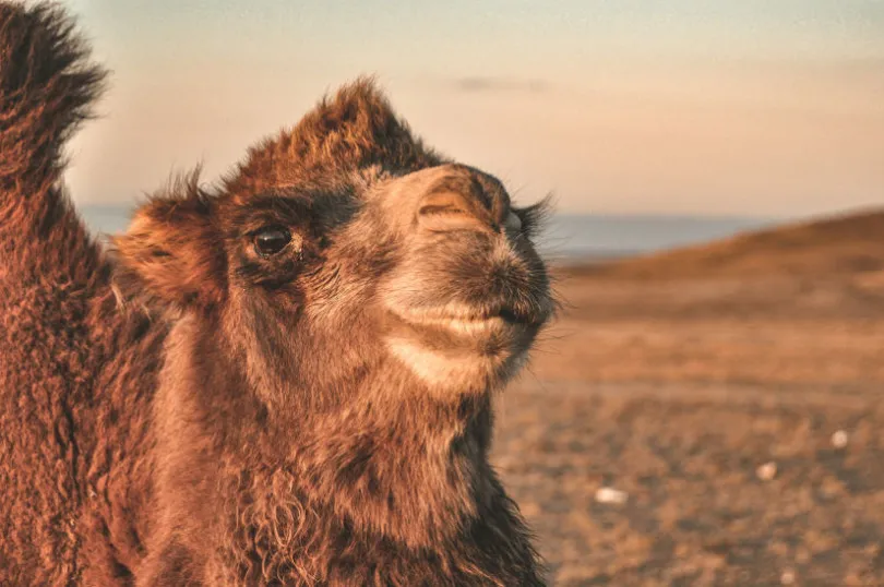 Ein Kamel in der Mongolei schaut direkt in die Kamera