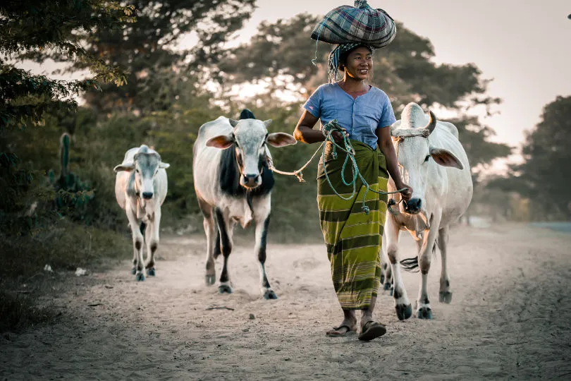 Eine Frau führt drei Ochsen in Myanmar