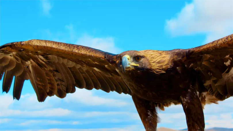 Ein Adler in der Mongolei