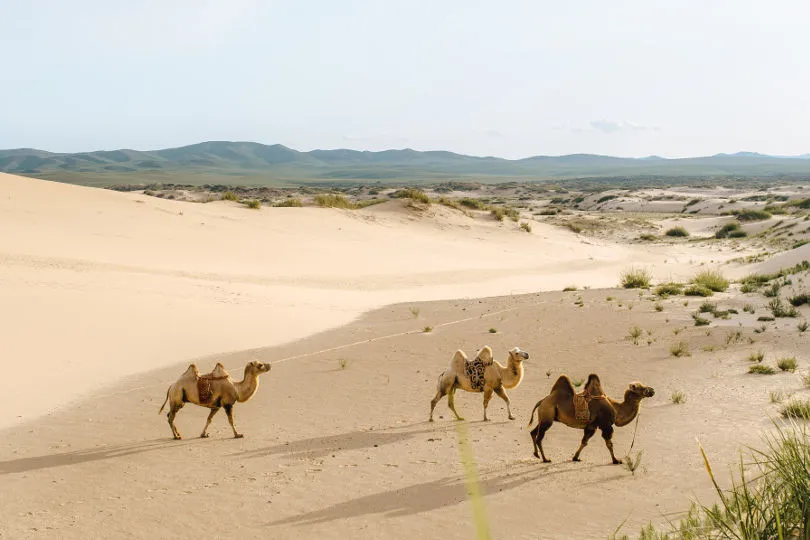 Drei Kamele in der Mongolei