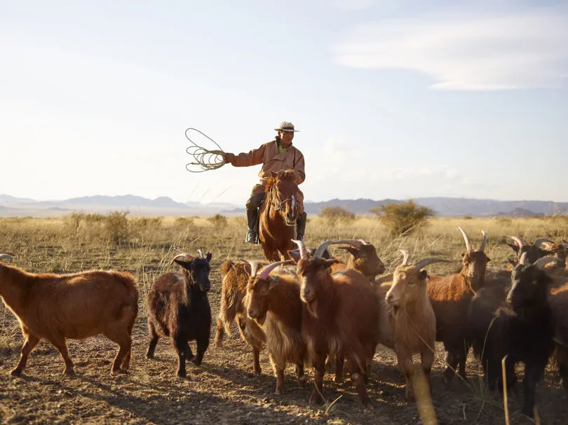 Ein Reiter in der Mongolei treibt die Ziegenherde zusammen 
