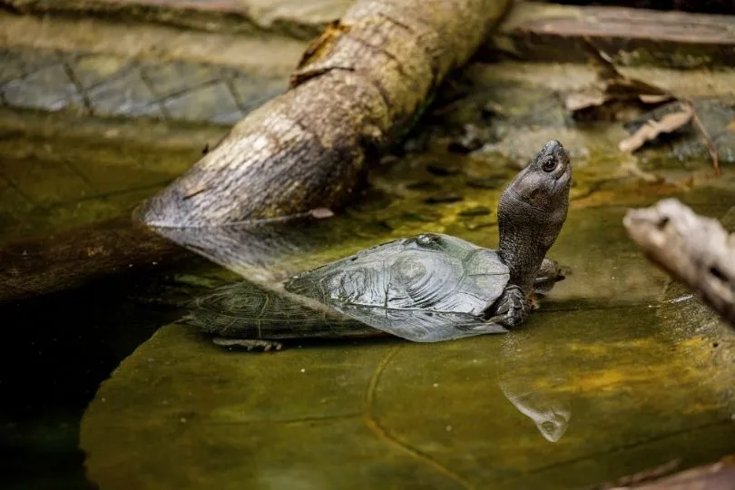 Schildkrötenstation in Vietnam: Spannend für Kinder