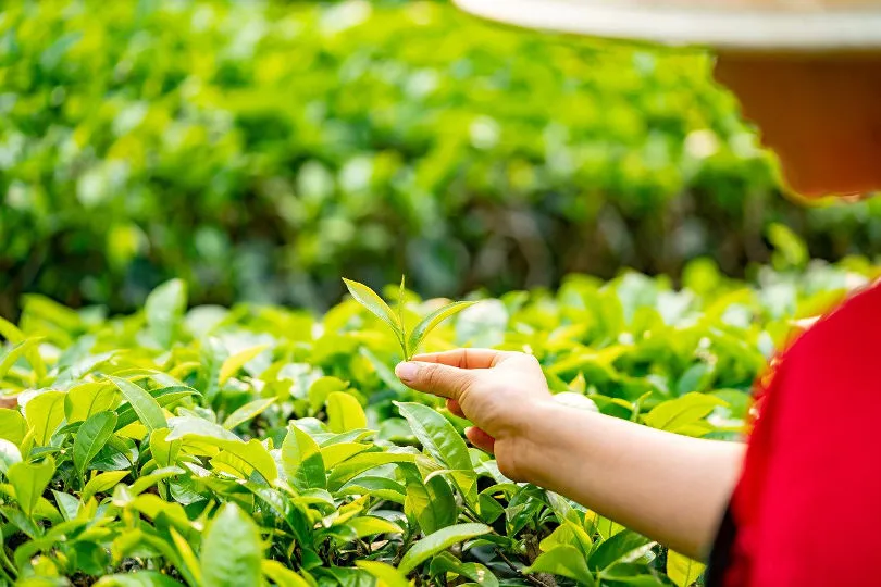Eine Person hält eine Teepflanze in Myanmar in der Hand