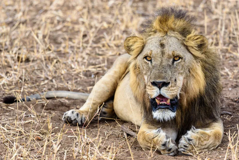 lernen Sie bei dem Online Fotokurs für Tierfotografie wie Sie einen Löwen fotografieren