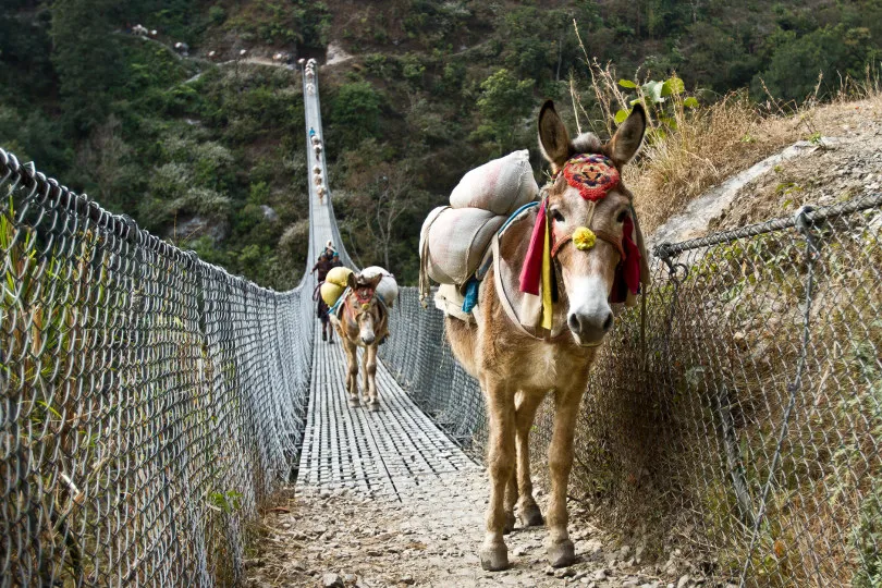 Zwei Esel stehen auf einer Hängebrücke in Nepal