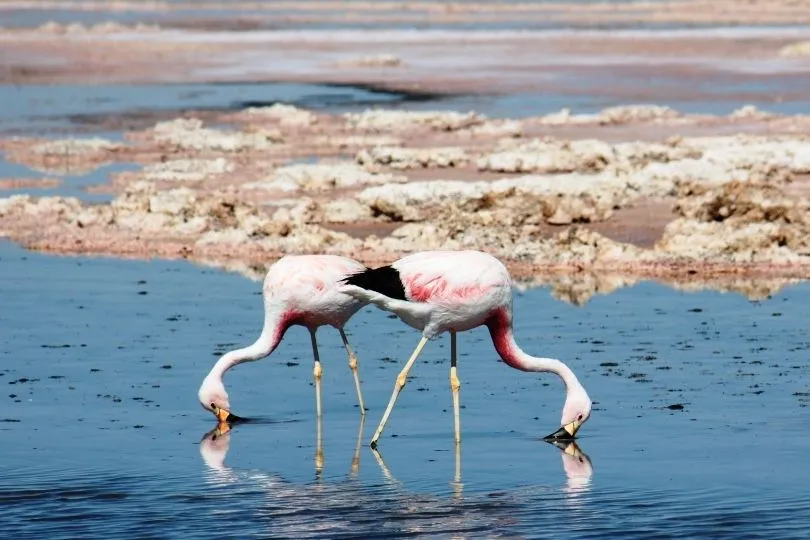 Zwei Flamingos in Chile