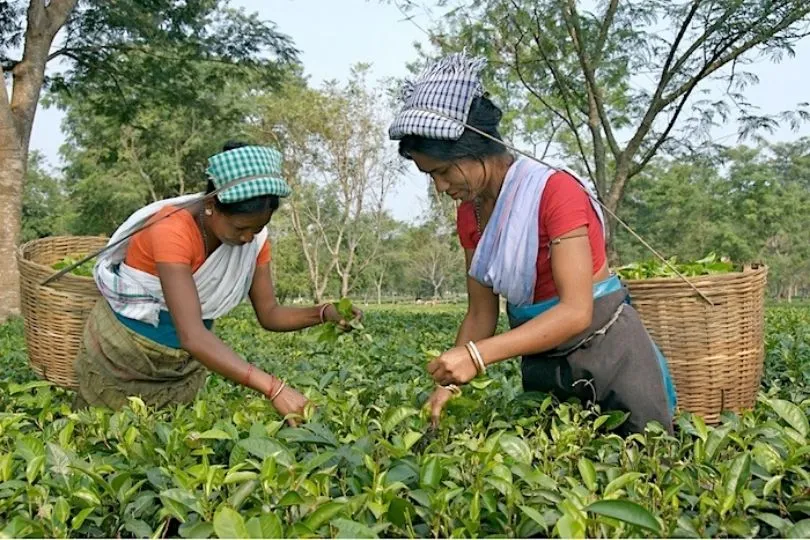 Teepflückerinnen in Assam, Indien