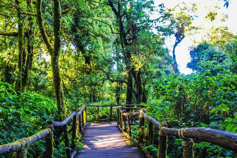 Wanderung und Tierbeobachtung im Regenwald