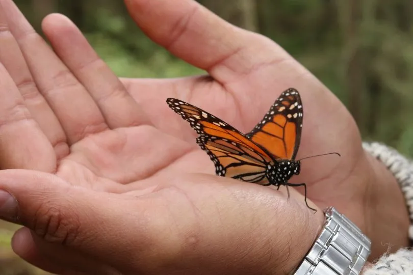 Ein Schmetterling auf einer Hand