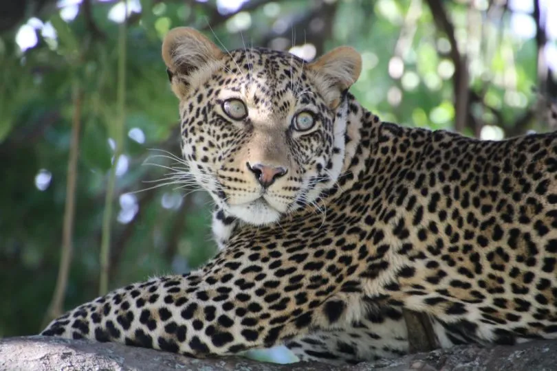Ein Leopard in Tansania