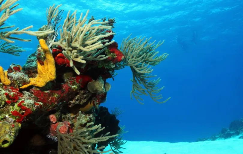 Die beeindruckenden Korallenriffe Mexikos