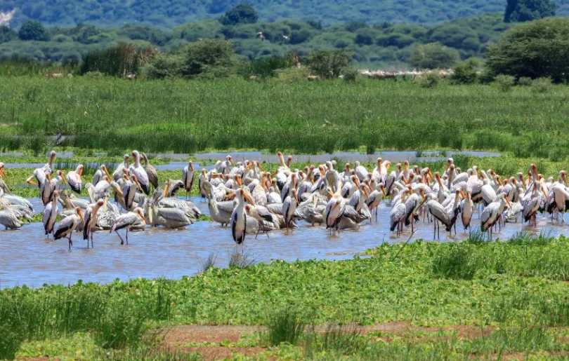 Entdecke den Lake Manyara auf deinen Tansania Flitterwochen