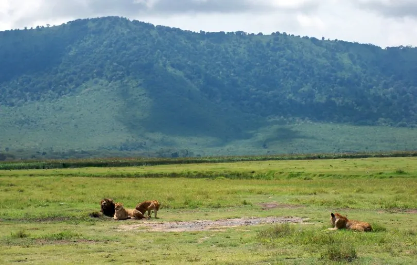Entdecke den Ngorongo Nationalpark auf deinen Tansania Flitterwochen