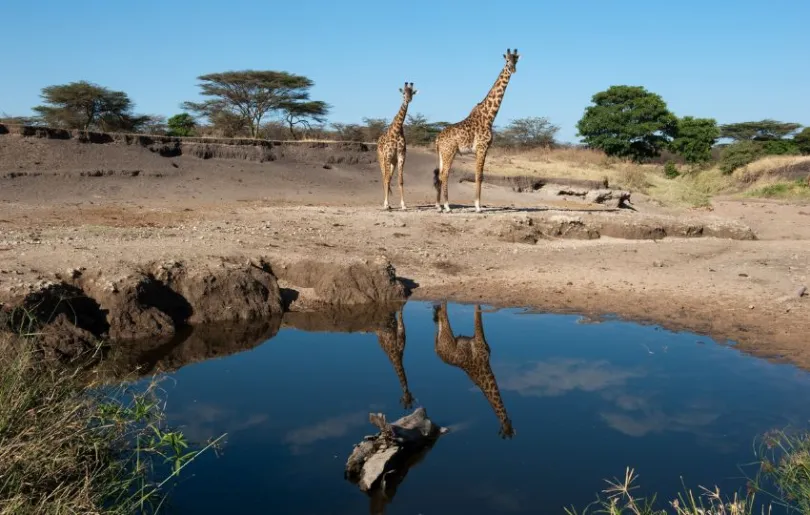 Entdecke den Serengeti auf deinen Tansania Flitterwochen