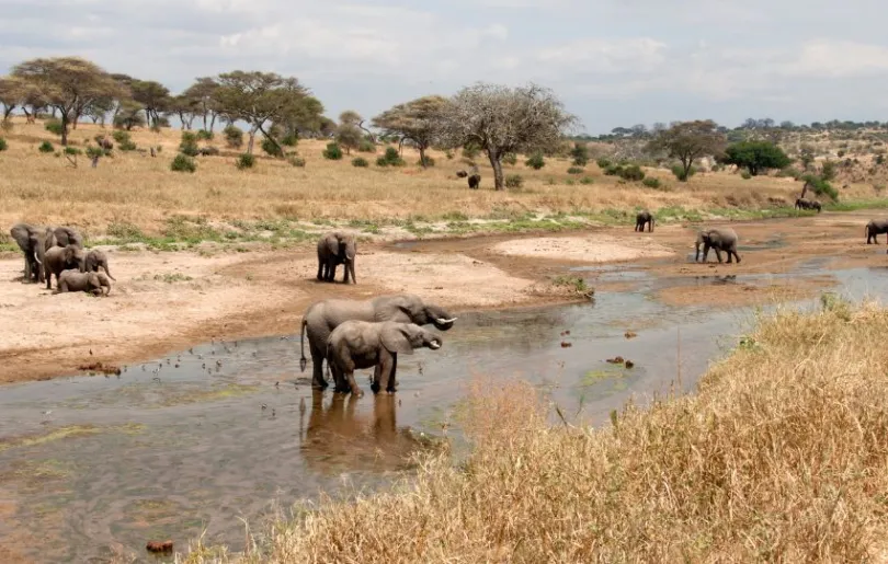 Entdecke den Tarangire Nationalpark auf deinen Tansania Flitterwochen