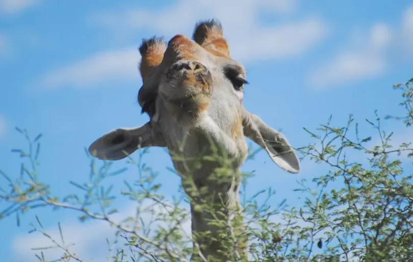 Eine neugierige Giraffe begrüßt dich zu Beginn deiner Namibia Rundreise