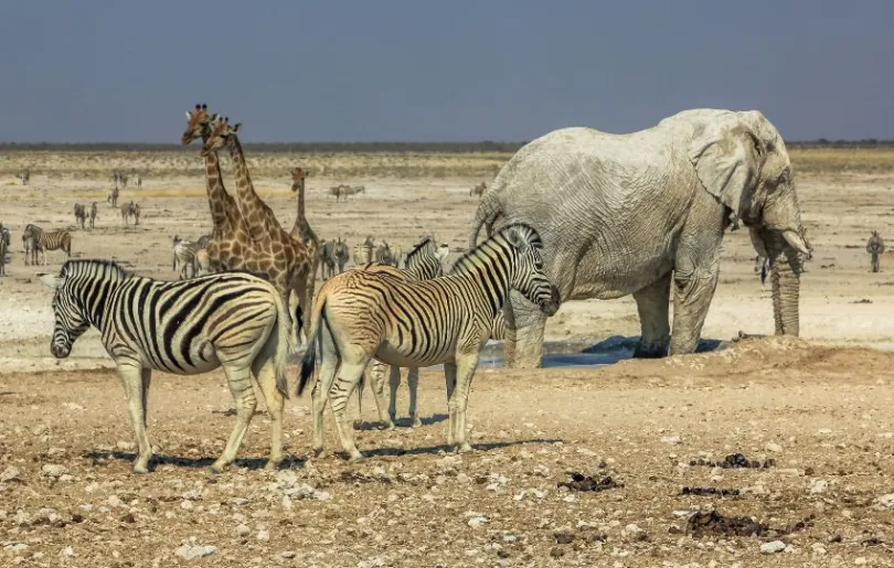 Ansammlung von Tieren im Etosha Nationalpark