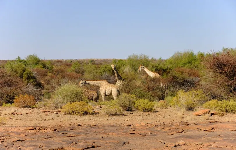 Entdecke Giraffen auf deiner Südafrika Selbstfahrer Reise