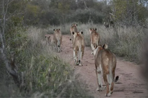 Entdecke Löwen auf deiner Südafrika Safari Tour