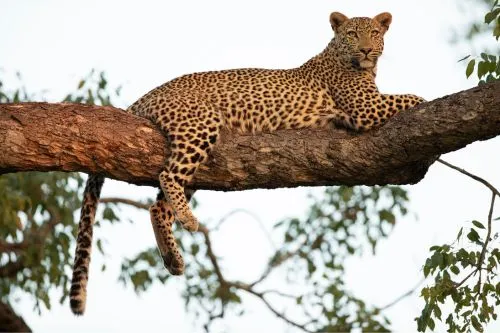 Entdecke Leoparden auf deiner Südafrika Safari Tour