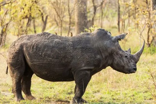 Entdecke Nashörner auf deiner Südafrika Safari Tour