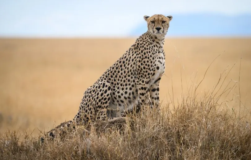 Entdecke Geparden bei deiner Fotoreise durch Tansania im September 2024