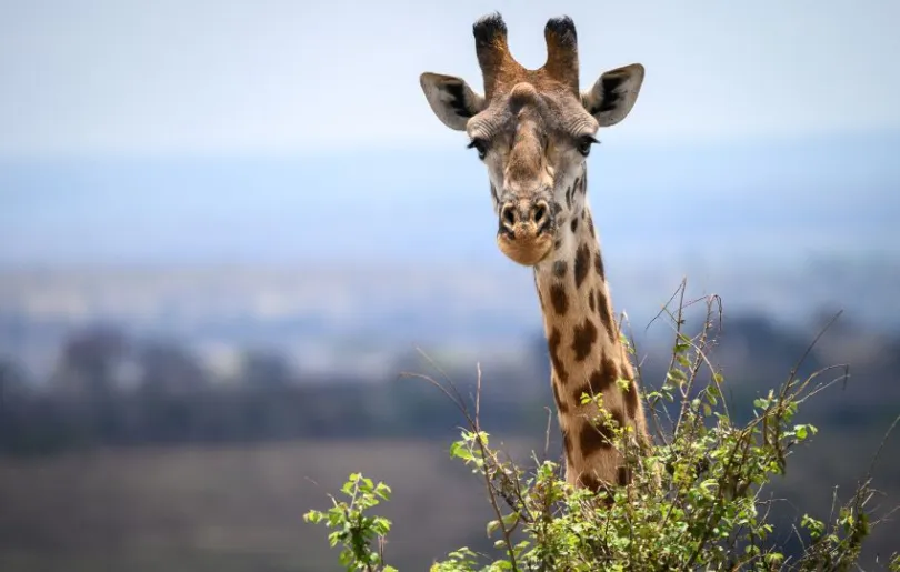 Entdecke Giraffen bei deiner Fotoreise durch Tansania im September 2024