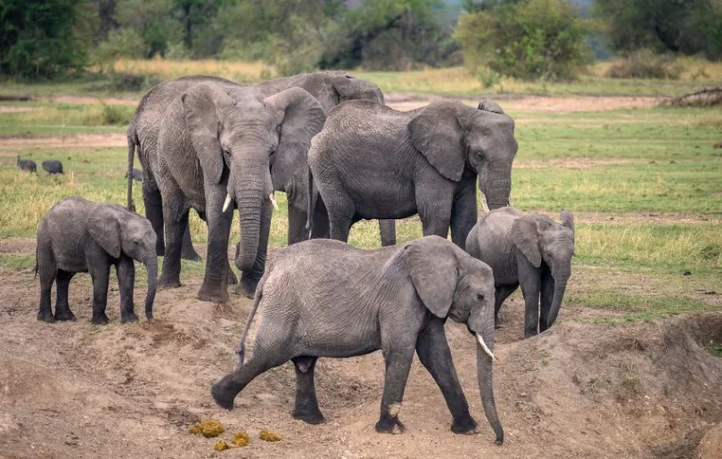 Entdecke Elefanten bei deiner Fotoreise durch Tansania im September 2024
