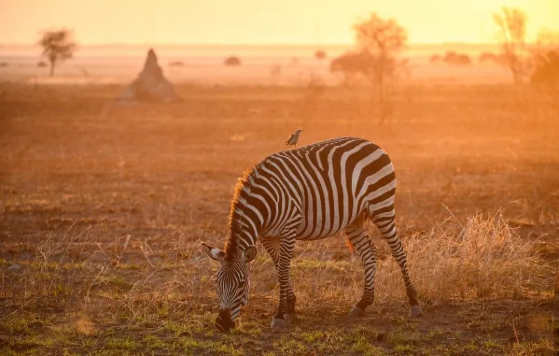 Entdecke Zebras bei deiner Fotoreise durch Tansania im September 2024