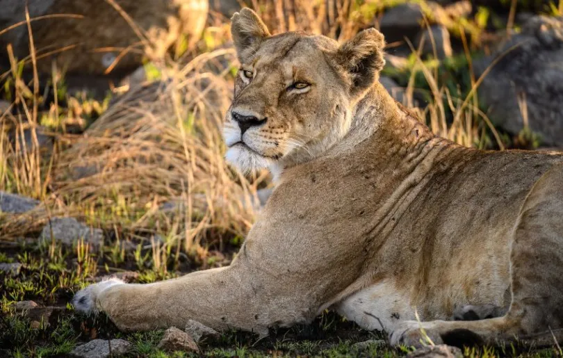 Entdecke Löwen bei deiner Fotoreise durch Tansania im September 2024
