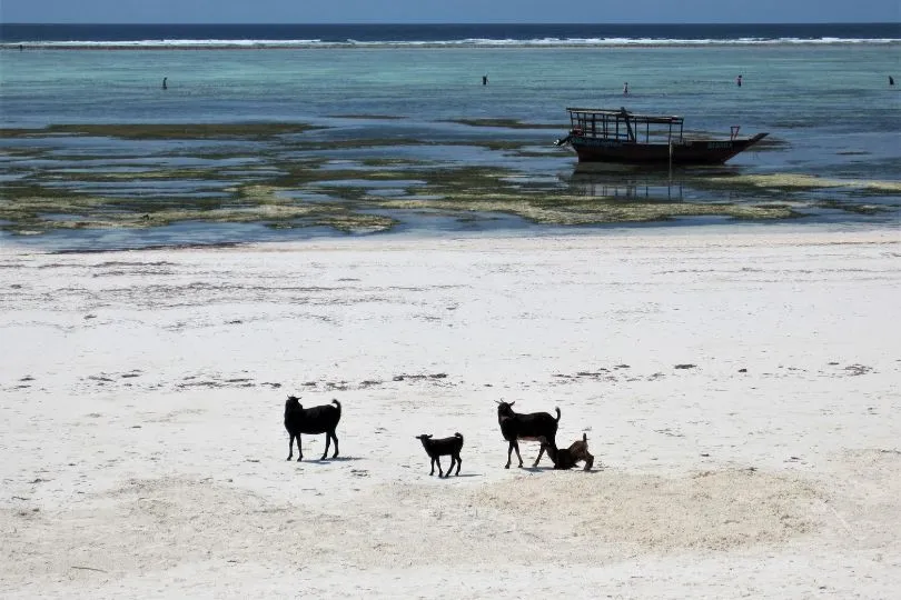 Entdecke Ziegen am Strand auf deiner Camping Safari Tansania